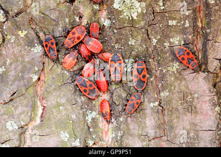 Colonia di nero e rosso Firebug o Pyrrhocoris apterus, adulti e ninfe, su un tronco di albero Foto Stock