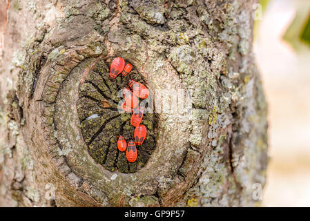 Colonia di nero e rosso Firebug o Pyrrhocoris apterus, adulti e ninfe, su un tronco di albero Foto Stock