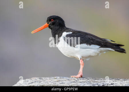 Eurasian oystercatcher (Haematopus ostralegus) Foto Stock