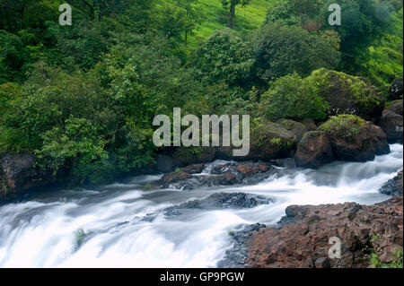 L'immagine di Flusso in Satara, Maharashtra, i Ghati Occidentali, monsone, India Foto Stock