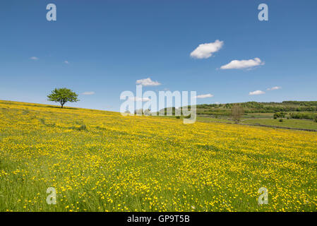 Un campo di renoncules su un brillante inizio giornata estiva con cielo blu chiaro overhead. Un lone tree nello skyline della citta'. Foto Stock