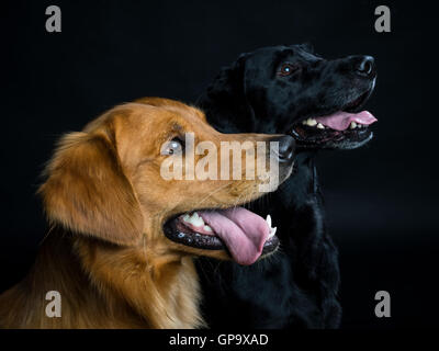 Retriever Foto Stock