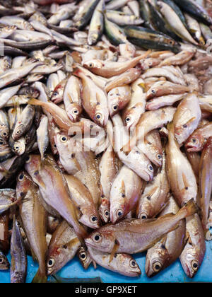 Assortimento di pesce fresco nel mercato del pesce della Costa Nova, Aveiro, Centro, Portogallo Foto Stock