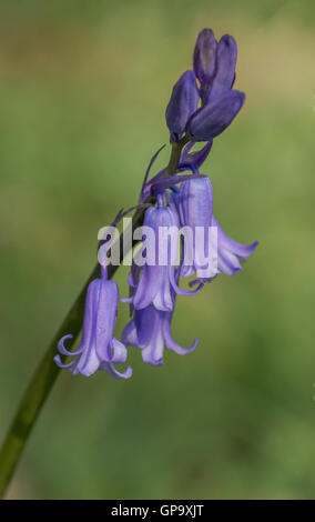 Teste Bluebell Hyacinthoides non scripta contro lo sfondo di colore verde Foto Stock