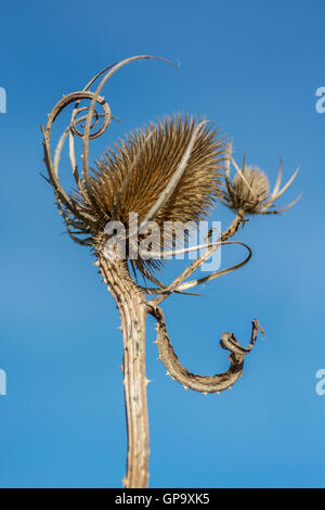 Dried Teasel Dipsacus fullonum testa contro sky Foto Stock