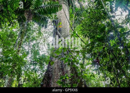 Giant Ebano, Ceiba Pentandra In Cuyabeno riserva faunistica, Ecuador Foto Stock