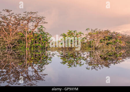 Vegetazione in ecuadoriana giungla primaria Foto Stock