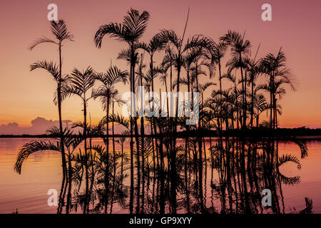 Palm Tree stagliano contro il tramonto Cielo arancione nel Cuyabeno riserva faunistica, Ecuador Foto Stock