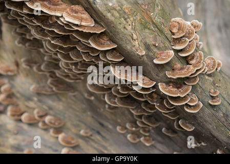 Partite di funghi che crescono sul lato di un vecchio albero Foto Stock