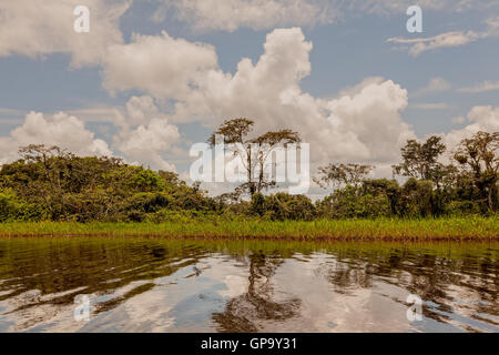 Nuvole salendo dalla giungla amazzonica sulla Laguna Grande nell'Cuyabeno riserva faunistica, Ecuador Foto Stock