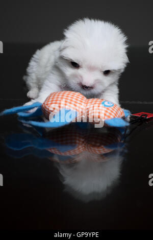 Cucciolo Maltese Foto Stock