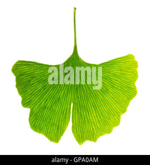 Il Ginkgo biloba foglia in luce trasmessa. La luce passa attraverso una carta traslucida Ginkgo foglia. Anche maidenhair tree. Foto Stock