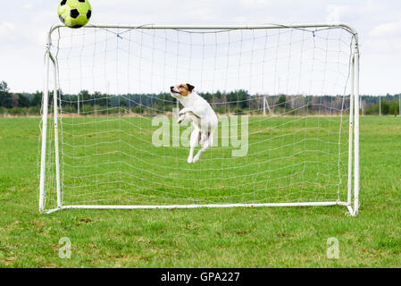 Soccer keeper in bel salto cattura la sfera su obiettivo Foto Stock