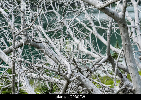 Groviglio di grigio albero morto di fronte lago aqua Foto Stock