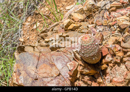 Arizona Rainbow Cactus Echinocereus rigidissimus Santa Rita montagne, Arizona, Stati Uniti 28 agosto impianto Cact Foto Stock