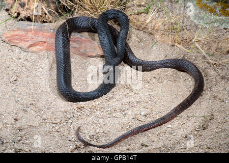 Coachwhip Masticophis flagello Tucson Pima County, Arizona, Stati Uniti 24 agosto 2016 nero adulto morph Colubrida Foto Stock