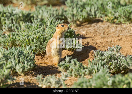 Massa Piute Urocitellus scoiattolo mollis 30 miglia a sud di castoro, Utah, Stati Uniti 5 luglio 2016 adulto Rodentia Foto Stock