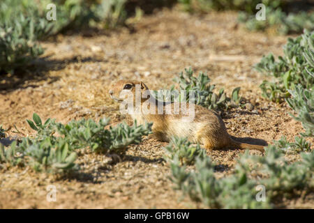 Massa Piute Urocitellus scoiattolo mollis 30 miglia a sud di castoro, Utah, Stati Uniti 5 luglio 2016 adulto Rodentia: Sc Foto Stock