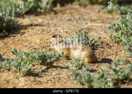Massa Piute Urocitellus scoiattolo mollis 30 miglia a sud di castoro, Utah, Stati Uniti 5 luglio 2016 adulto Rodentia: Sc Foto Stock