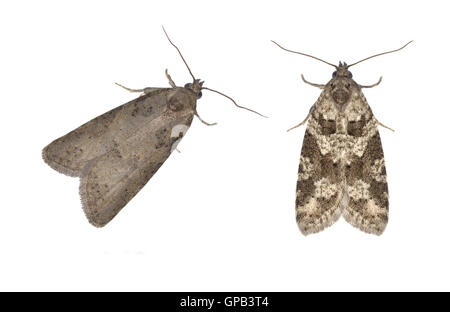 49.050 (1020) grigio Tortrix - Cnephasia stephensiana Foto Stock