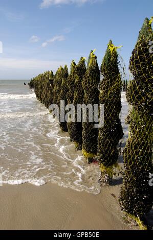 Cozza - Blu (Cozze Mytilus edulis) mitilicoltura a bassa marea sulla spiaggia di Audinghen (tra Cap Blanc Nez e cappuccio Gr Foto Stock