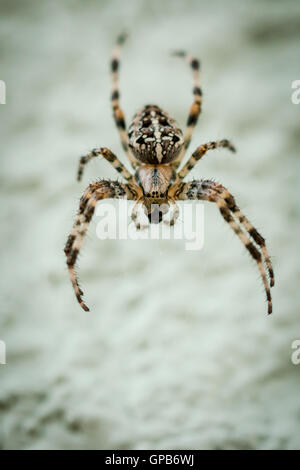 Il ragno croce appesa sul suo web Foto Stock