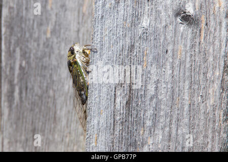 Tibicen canicularis, noto anche come dogday harvestfly o dog-giorno Cicala Foto Stock