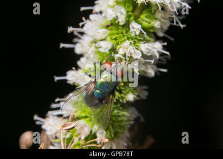 Verde bottiglia fly (Lucilia sericata) nettare di raccolta Foto Stock