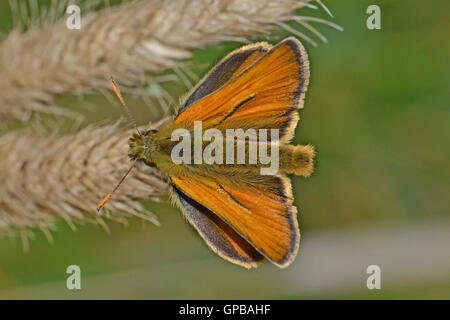 Piccola Skipper butterfly, Thymelicus sylvestris, comune in Inghilterra. Foto Stock