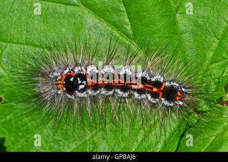 La coda gialla moth caterpillar, Euproctis similis, si alimenta di una varietà di scrubs e i suoi capelli sono irritanti. Foto Stock