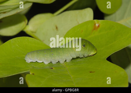 Una tigre orientale a coda di rondine (caterpillar Papilio glaucus) sulla sua pianta ospite, tulip tree (Liriodendron Tulipifera) Foto Stock