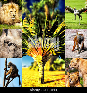 Diversi animali collage su cartoline Foto Stock