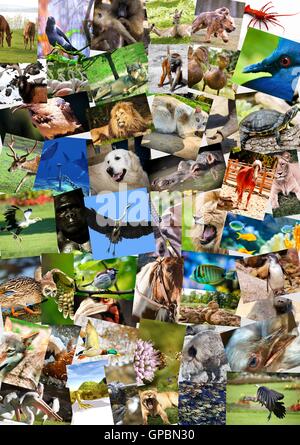 Diversi animali collage su cartoline Foto Stock