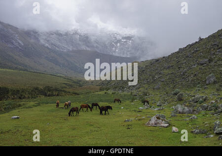 Valle di montagna panorama con i cavalli nei pressi di Punta europea pass. Parco Nazionale del Huascaran, Cordillera Blanca - Santa Cruz il circuito Foto Stock