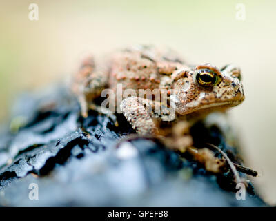 Toad sulla figliata di foglia Foto Stock