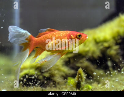 Сomet o cometa-tailed goldfish (Carassius auratus) in acquario naturale Foto Stock