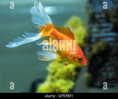 Сomet o cometa-tailed goldfish (Carassius auratus) in acquario naturale Foto Stock