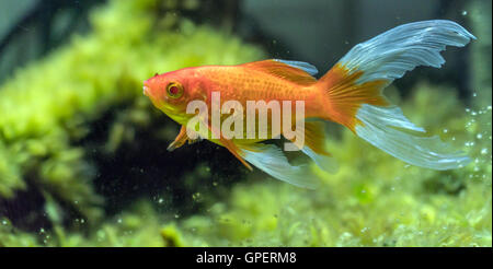 Сomet o cometa-tailed goldfish (Carassius auratus) in acquario naturale Foto Stock