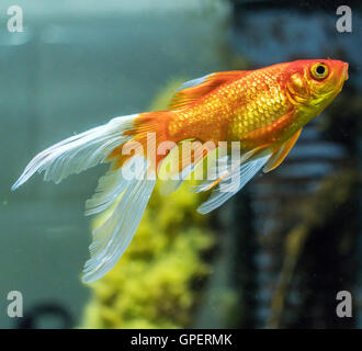 Сomet o cometa-tailed goldfish (Carassius auratus) in acquario naturale Foto Stock