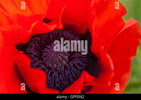 Close up di un luminoso papavero rosso in un giardino di Fife Foto Stock