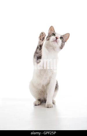 Carino addestrati gatto desidera mangiare in uno sfondo bianco. Nacque nella foto studio 's garden e di amore per essere nel riflettore shine Foto Stock