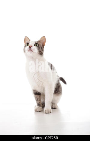 Carino addestrati gatto desidera mangiare in uno sfondo bianco. Nacque nella foto studio 's garden e di amore per essere nel riflettore shine Foto Stock