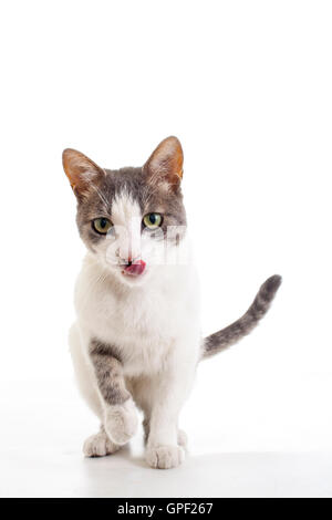 Gatto,PET,razza,cibo,snack,,sano nutrimento,il simbolo,alimentare,chow,mangiato,fame,trattare,weenie giro,leccare,lingua,intoppi,wiener,a,carino white Foto Stock