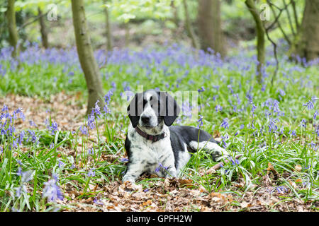 Bianco e nero cane laici in un bluebell riempito legno - Ritratto di pet. Foto Stock