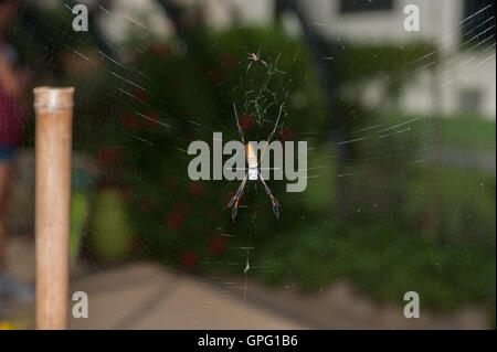 Golden Orbweaver spider seduto al centro del web trap Foto Stock