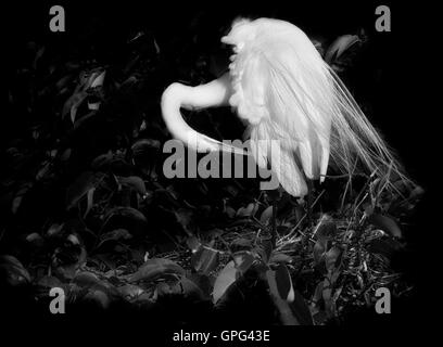 Una giornata di vento artisticamente ruffles piume e incantevole pennacchi aigrette di questo preening Airone bianco maggiore.. Presentato in bianco e nero Foto Stock