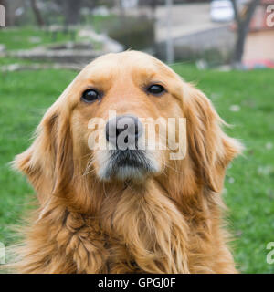 Il Golden Retriever cane senza guinzaglio all'aperto nella natura in un giorno nuvoloso. Foto Stock