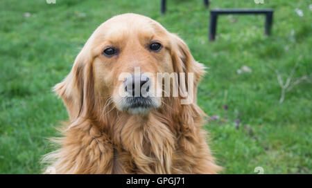 Il Golden Retriever cane senza guinzaglio all'aperto nella natura in un giorno nuvoloso. Foto Stock