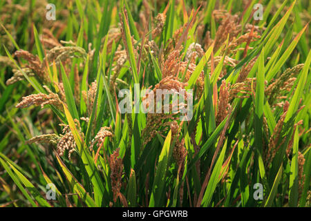 Close up semiaquatic la coltura del riso in un campo di risone che mostra teste di seme Foto Stock