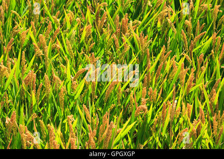 Close up semiaquatic la coltura del riso in un campo di risone che mostra teste di seme Foto Stock